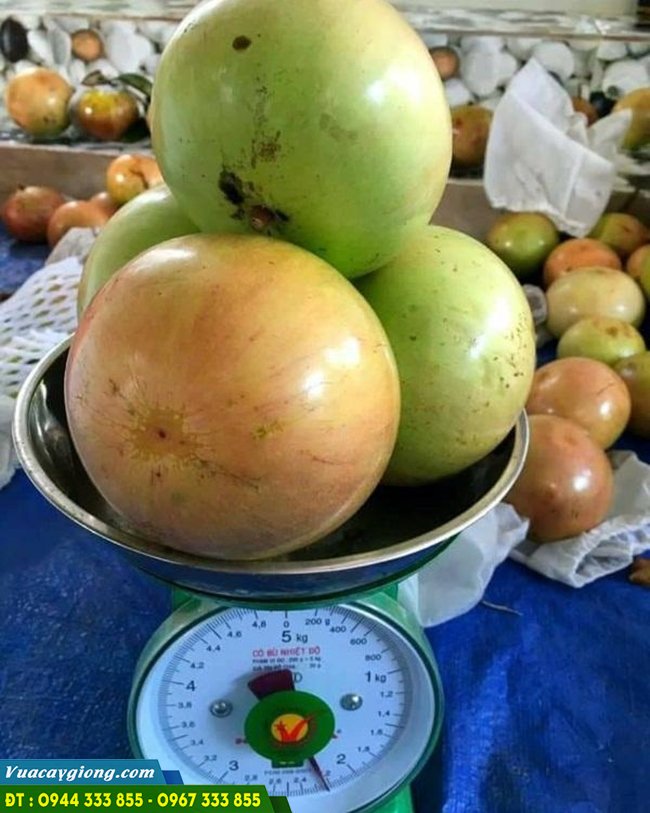 Cung cấp giống vú sữa lò rèn Cung cấp giống vú sữa lò rèn