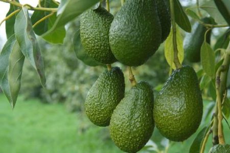 Trồng bơ sáp ở đâu