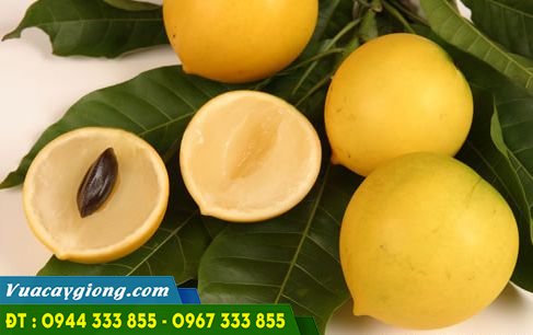 Quả vú sữa hoàng kim Quả vú sữa hoàng kim