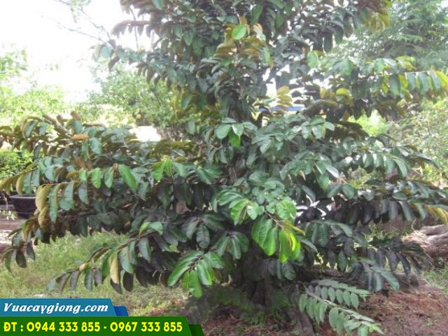 Trồng cây vú sữa làm kinh tế Trồng cây vú sữa làm kinh tế