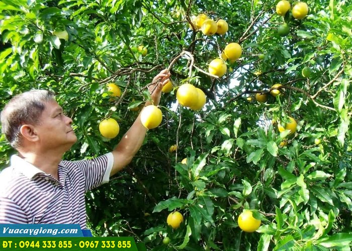 Trồng vú sữa hoàng kim Trồng vú sữa hoàng kim