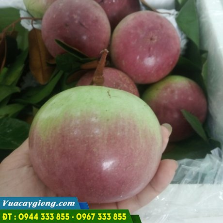 vu_sua_bo_hong Vú sữa bơ hồng