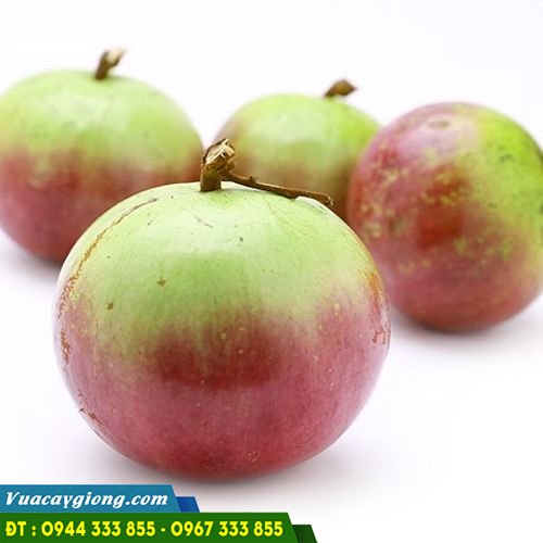 vu_sua_bo_hong_2 Cây vú sữa bơ hồng giá trị kinh tế cao