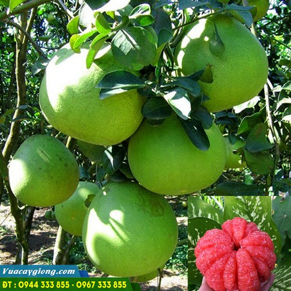 buoi_ruby_ruot_do_thai_lan Bưởi ruby ruột đỏ Thái Lan