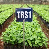 Cây giống cà phê trs1 thực sinh