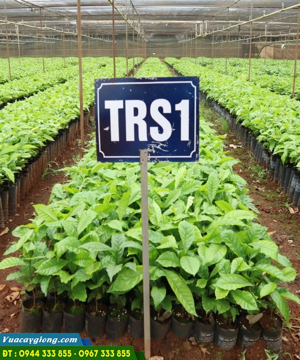 cay-giong-ca-phe-trs1-thuc-sinh Cây giống cà phê trs1 thực sinh