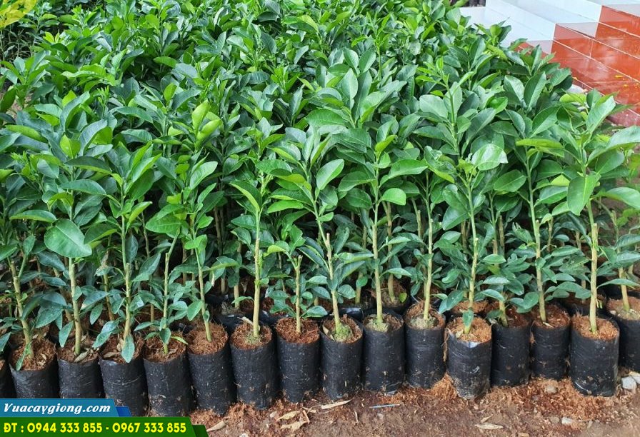 cay_giong_buoi_ruby_ruot_do Cây giống bưởi ruby ruột đỏ