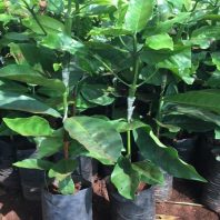 Cung cấp cây giống cà phê