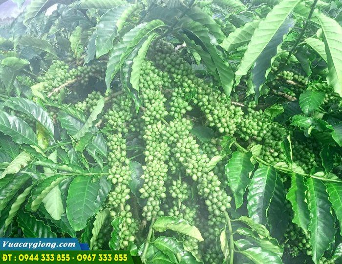 giong-ca-phe-trs1-vien-eakmat Giống cà phê TRS1 (Viện Eakmat)