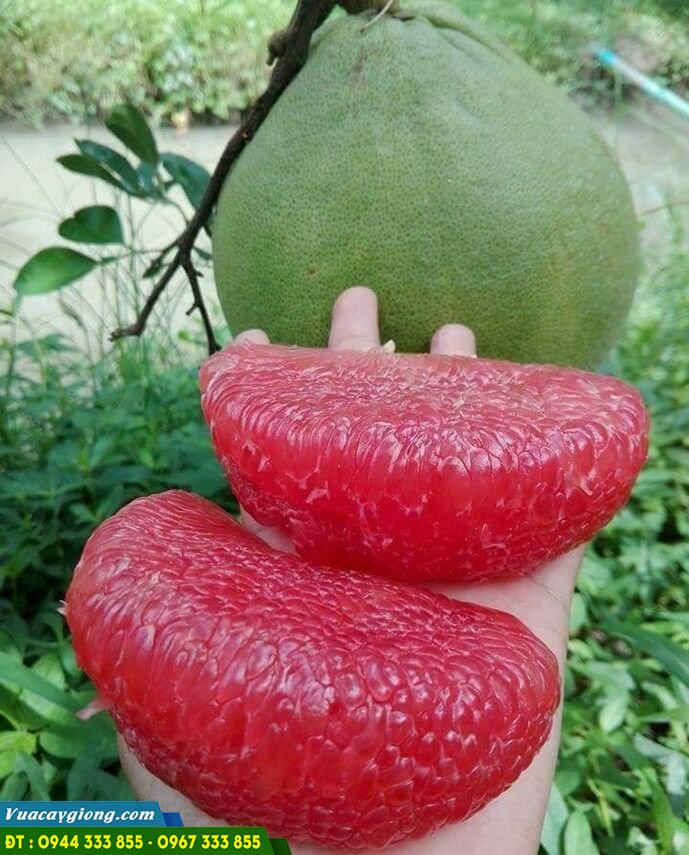 giong_buoi_ruby_ruot_do Giống bưởi ruby ruột đỏ thái lan