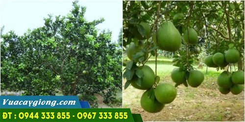 ky_thuat_trong_buoi_do_ruby Kỹ thuật trồng bưởi đỏ ruby