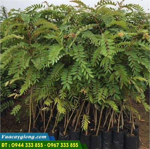 cay_giong_muong_den Cây giống muồng đen