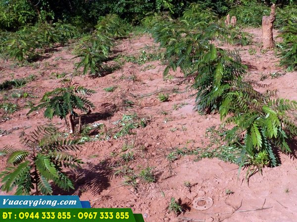 cay_muong_den_moi_trong Muồng đen mới trồng