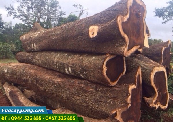 go_cay_muong_den Gỗ cây muồng đen