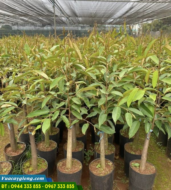 Cung cấp giống sầu riêng (thái, ri6, dona, musang king, black thorn...)