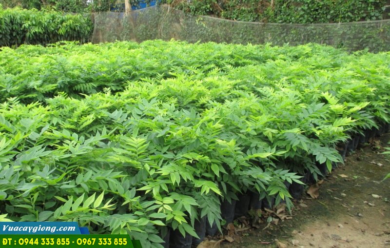 ban_cay_giong_sua_do Bán cây giống sưa đỏ (hoàng đàn đỏ)