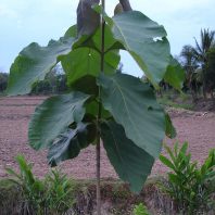 Cây gỗ tếch (teak, giá tỵ, báng súng)