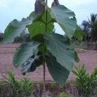 Cây gỗ tếch (teak, giá tỵ, báng súng)