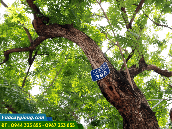 cay_sua_do_hoang_dan_do