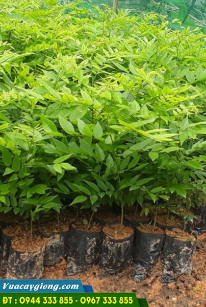 cung_cap_giong_cay_sua_do Cung cấp giống cây sưa đỏ