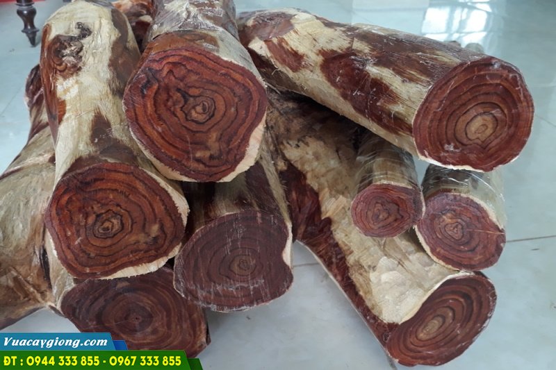 go_cay_sua_do_hoang_dan_do Gỗ cây sưa đỏ (hoàng đàn đỏ)