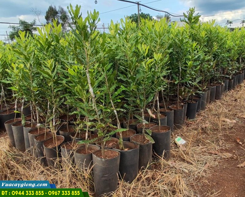 cay_giong_mac_ca_cao_san Cây giống mắc ca cao sản