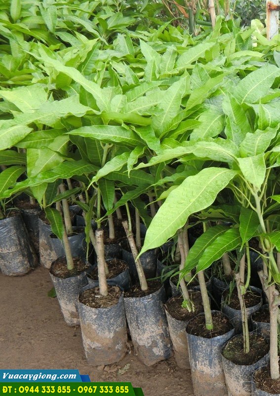cay_giong_xoai_cat Cây giống xoài cát hòa lộc