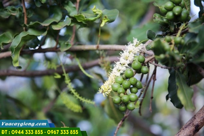 cay_mac_ca_A38 Cây mắc ca A38 trồng tại Lai Châu