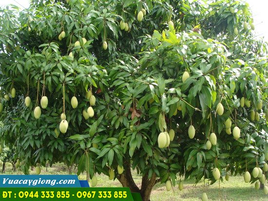 cay_xoai_cat_hoa_loc Cây xoài cát hòa lộc