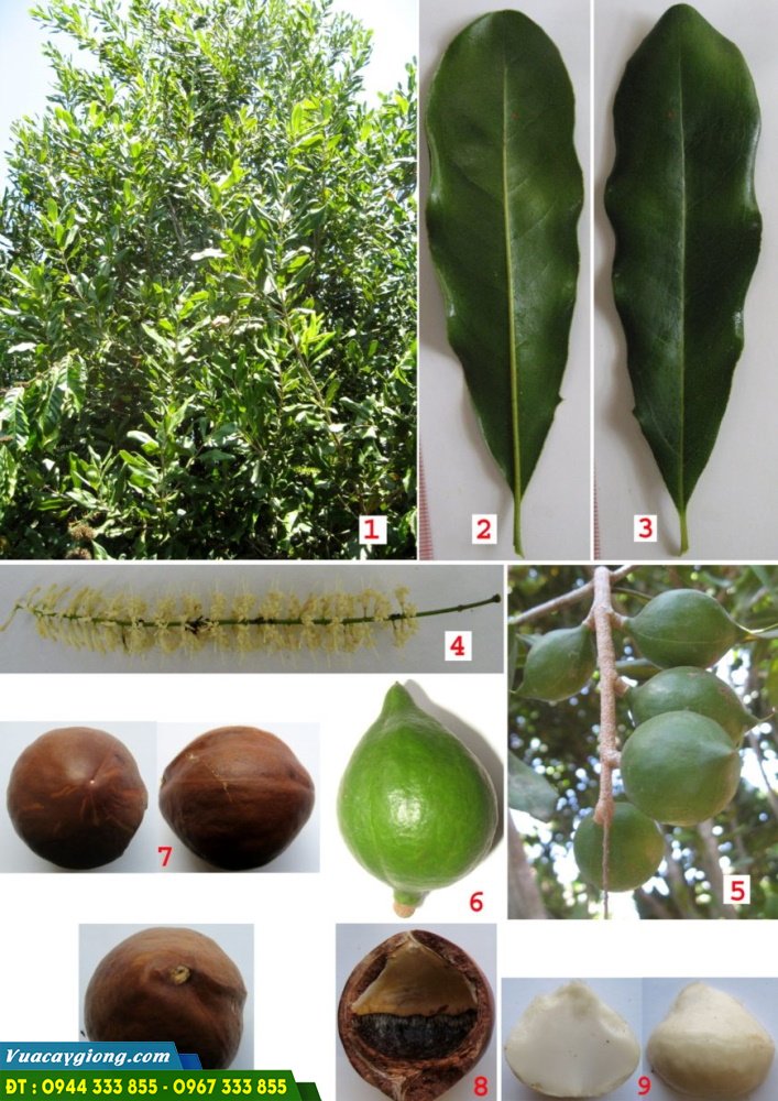 dac_diem_nhan_biet_giong_mac_ca_OC Đặc điểm nhận biết giống mắc ca OC