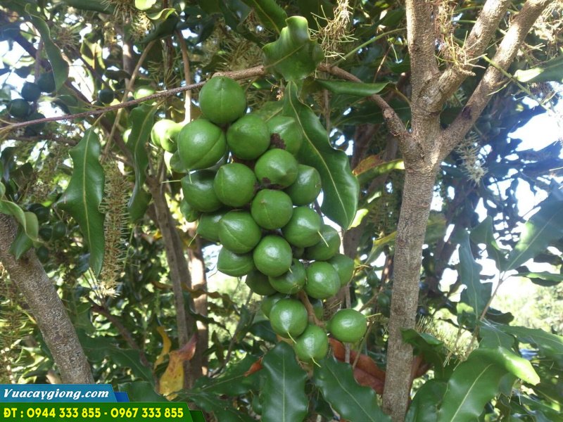 giong_mac_ca_a38 Giống mắc ca A38