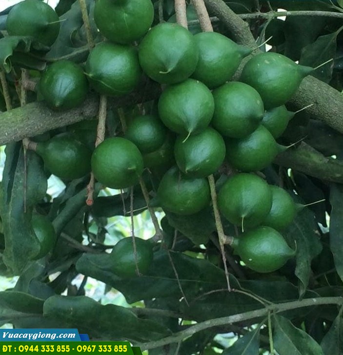hinh_anh_qua_macca_giong_mac_ca_oc Hình ảnh quả mắc ca (Giống mắc ca OC)