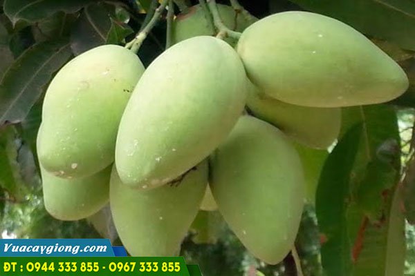 quả xoài cát hòa lộc quả xoài cát hòa lộc