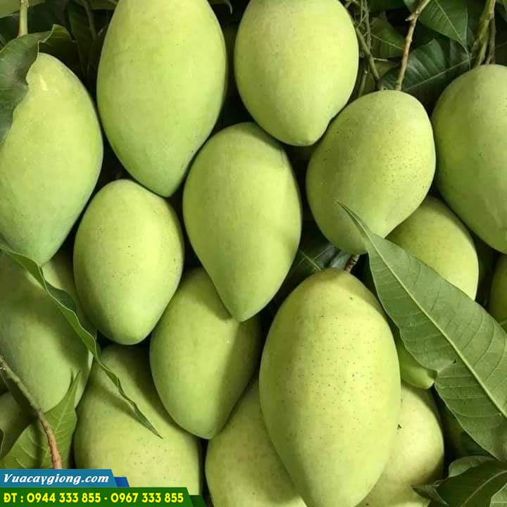 xoai-cat-hoai-loc xoài cát hòa lộc