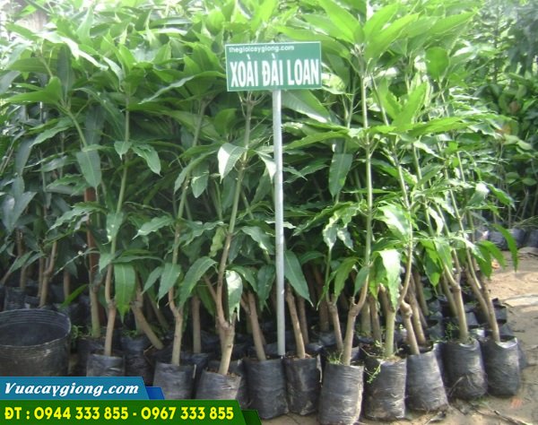 ban_cay_giong_xoai_dai_loan Cây giống xoài đài loan xanh