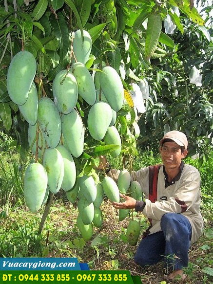 ban_giong_xoai_dai_loan bán và cung cấp giống xoài đài loan xanh