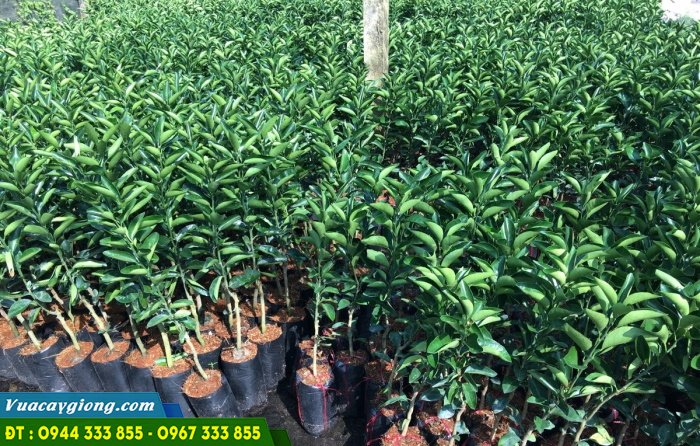 cay_giong_cam_xoan Cây giống cam xoàn ghép (chuẩn giống)
