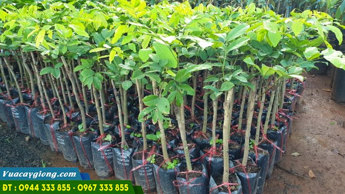 cay_giong_chom_chom_tien_cuong Cây giống chôm chôm tiến cường