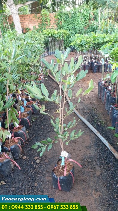 cay_giong_nhan_xuong_com_vang Cây giống nhãn xuồng cơm vàng