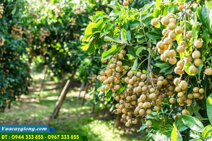 cay_nhan_xuong_com_vang Cây nhãn xuồng cơm vàng