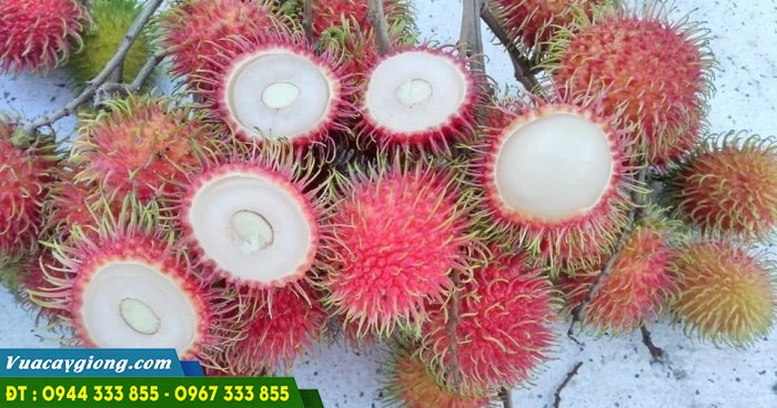 chom_chom_tien_cuong Chôm chôm tiến cường