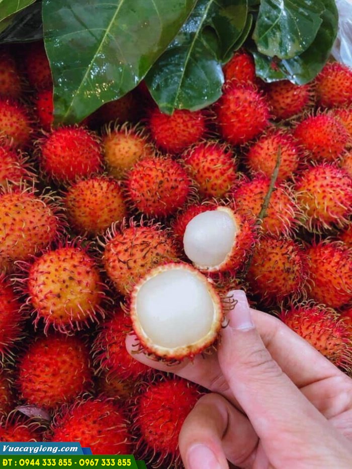 cung_cap_giong_chom_chom_tien_cuong Cung cấp giống chôm chôm tiến cường