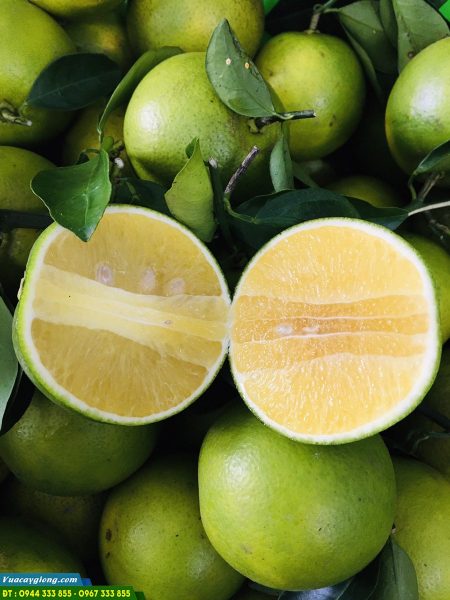 giong_cam_xoan_gia_tri_kinh_te_cao Giống cam xoàn giá trị kinh tế cao