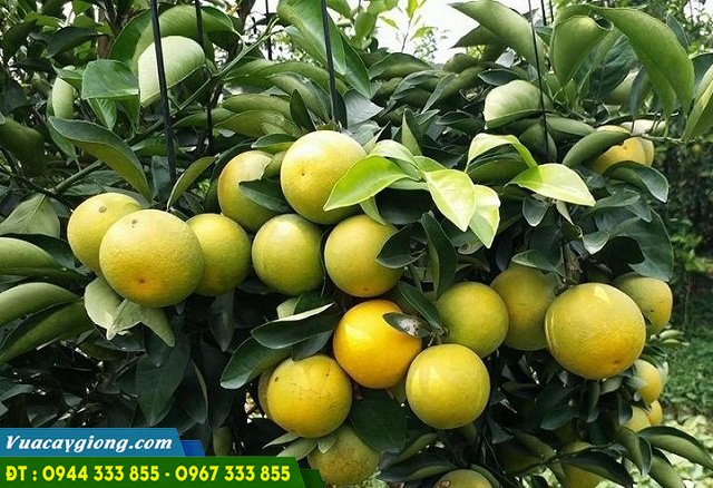 giong_cam_xoan_nang_suat_cao Giống cam xoàn năng suất cao