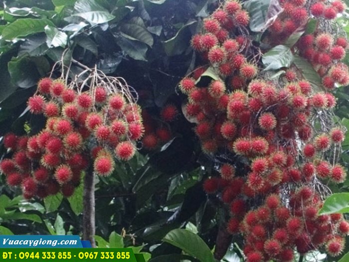 giong_chom_chom_tien_cuong Giống chôm chôm tiến cường