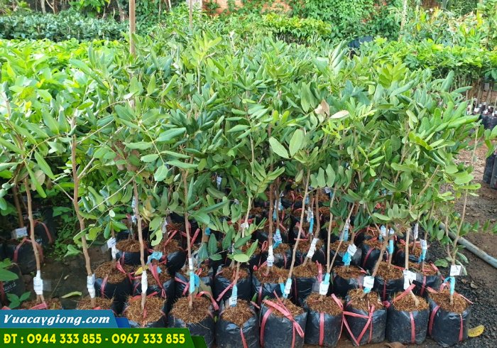 giong_nhan_xuong_com_vang Giống nhãn xuồng cơm vàng