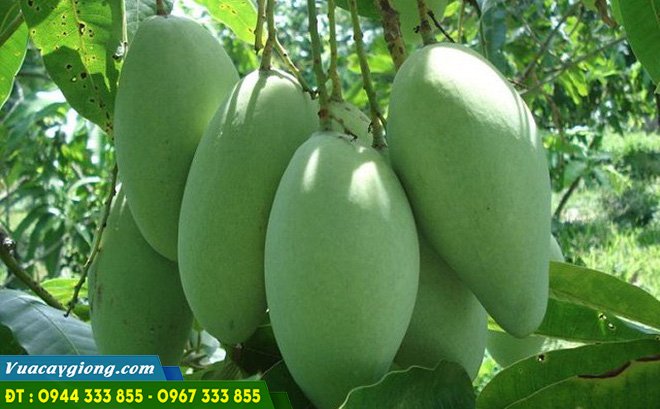 giong_xoai_dai_loan Giống xoài đài loan