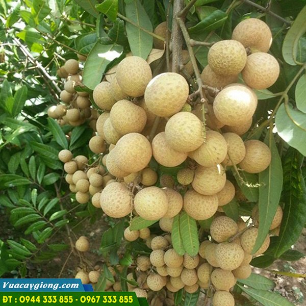 nhan_xuong_com_vang Nhãn xuồng cơm vàng