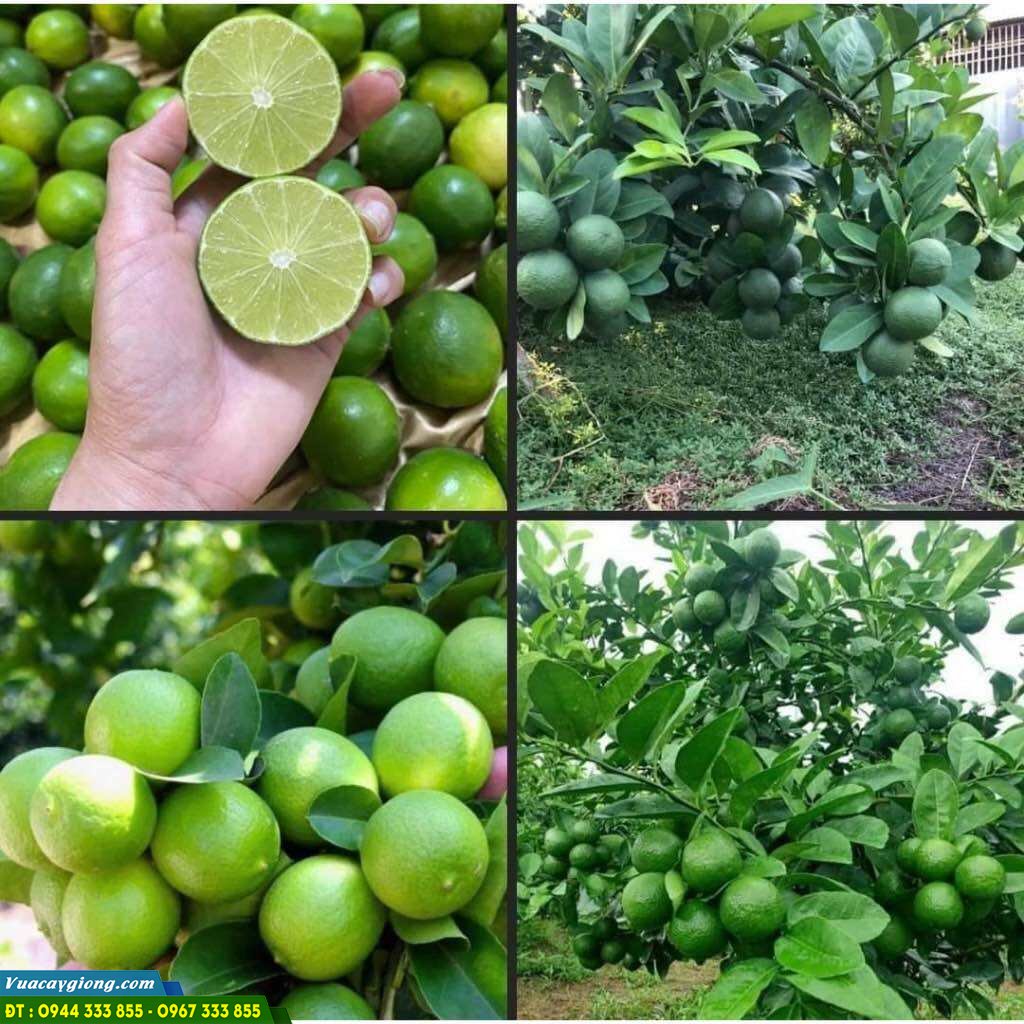 Cây Giống Chanh Không Hạt Trái Chùm Năng Suất Cao