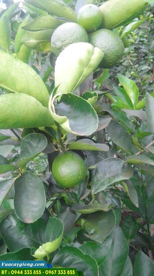 Cây Giống Chanh Không Hạt - Giải Pháp Hiệu Quả Cho Nông Dân